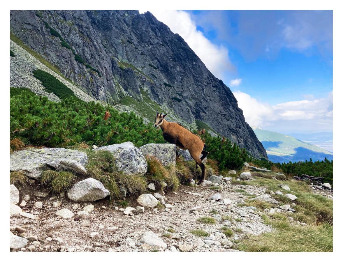 Willa Danielka Zakopane Kültér fotó