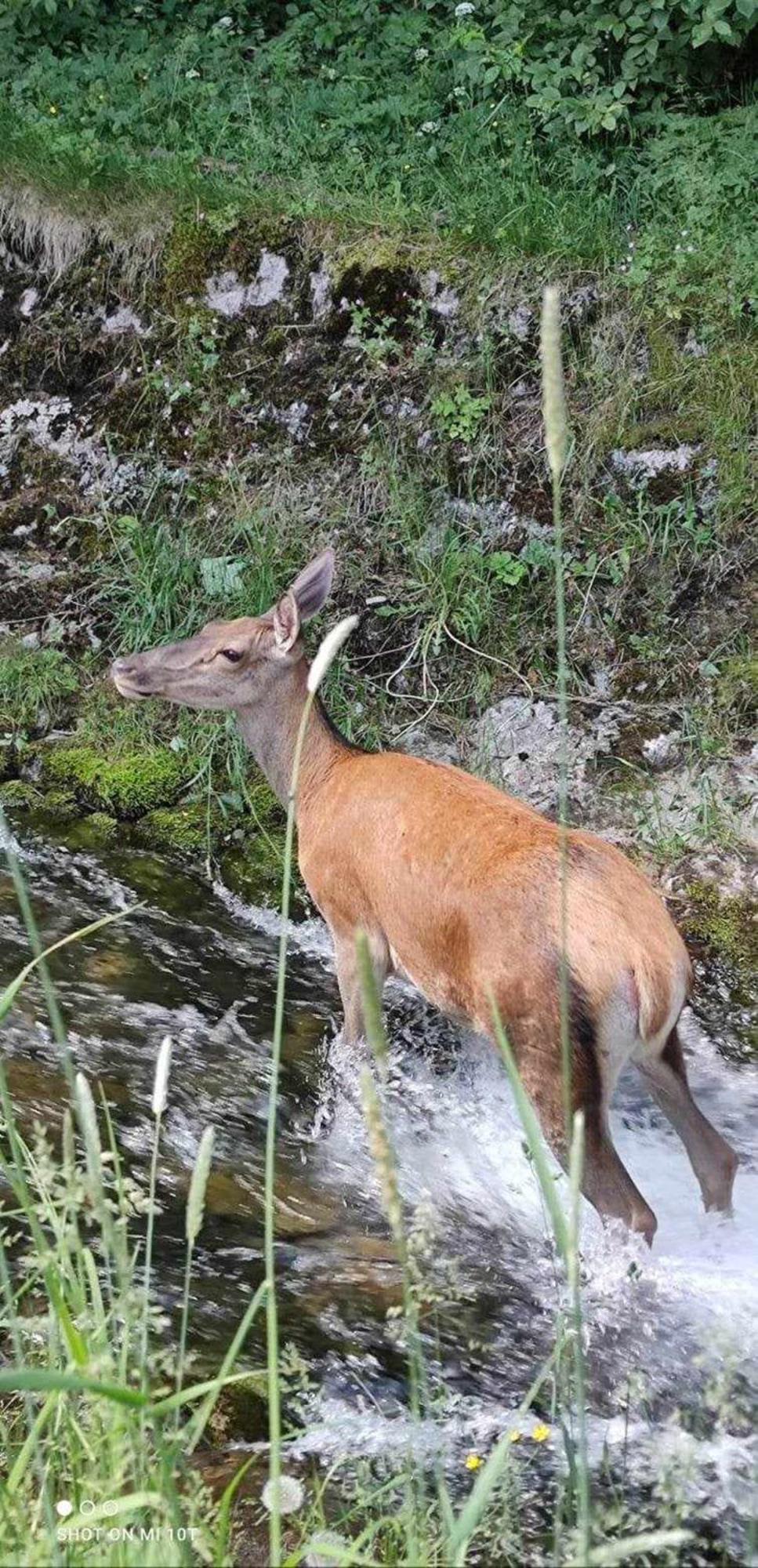 Willa Danielka Zakopane Kültér fotó