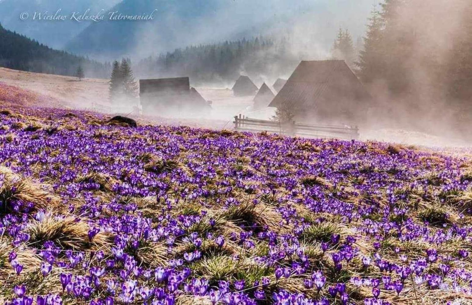 Willa Danielka Zakopane Kültér fotó