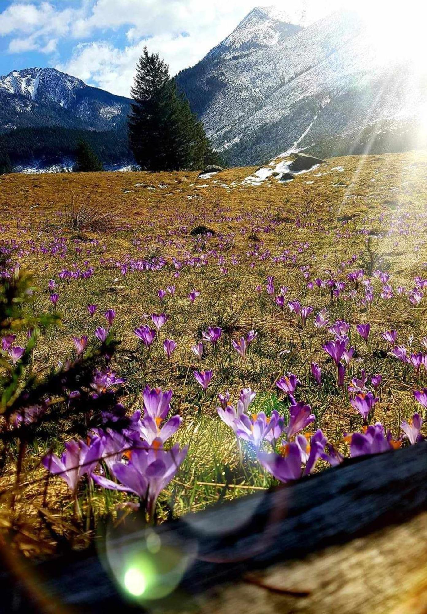 Willa Danielka Zakopane Kültér fotó